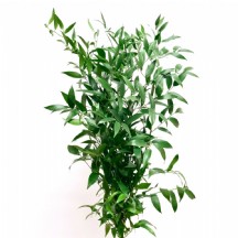 Adana Sarmaşığı 1 Demet