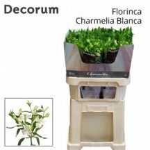 Alst Fl Charme Blanc 70 cmc 1 demet 10 dal!!