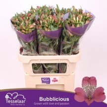 alstr  bubblicious 1 demet 10 dal 80 cm