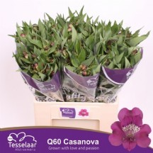 Alstr Casanova 70 cm 1 demet 10 dal!!