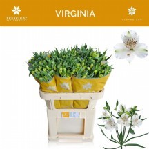 Alstr Vırgınıa 1 demet 10 dal!!! astemerya