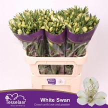 Alstr White Swan 1 demet 10 dal!!!