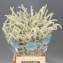 Amar Yearmıng Desert 1 demet 25 dal!!!