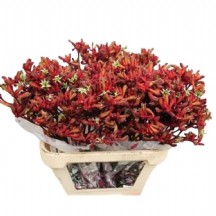 Anigoz Early Spring 90 cm - 1 Demet 10 Dal!