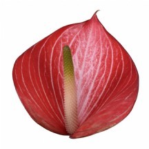 Anth A Caldonia 1 KUTU 16 ADET