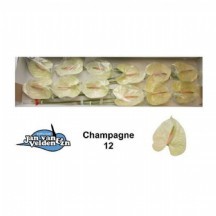 anth a champagne cre 1 kutu 16 adet!!!