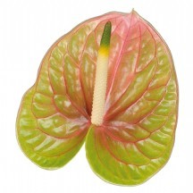 Anth A Lucardi 1 kutu 16 adet!!!