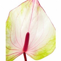 Anth A Verıno 1 kutu 20 adet!!!