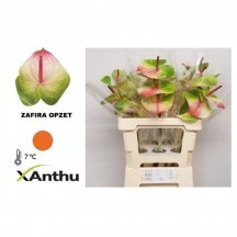 Anth A Zafira 1 kutu 16 adet!!!