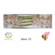 Anth Alero 1 kutu 16 adet!!!