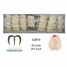 Anthirium A lybra 1kutu 16 adet!!!