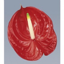 Anthurium Tropical 1 kutu 16 adet!!!