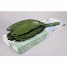 Aspidistra Elatior 60 cm - 1 Demet 50 Dal!