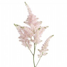 Astilbe Ja Europa 50 cm - 1 Demet 10 Dal!