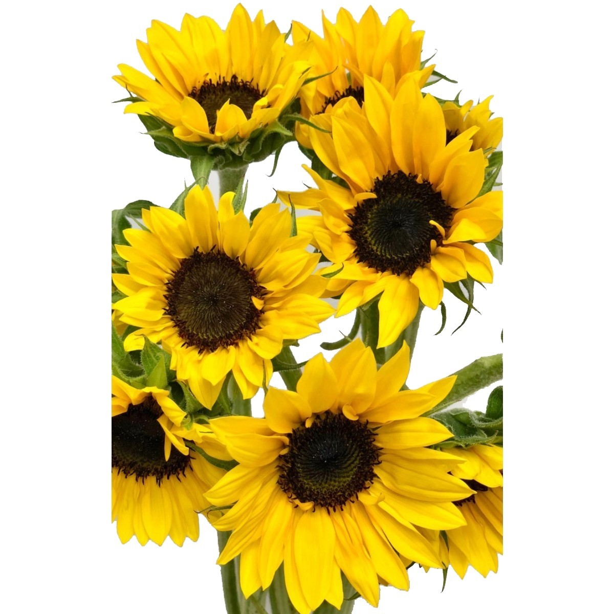 YERLİ KESME ÇİÇEK | Ayçiçeği - Sunflower Sunbright - 1 Demet 5 Dal! | 02472 |  | 