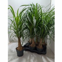 Beaucarnea Recur 17 lik saksı 70 cm