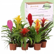 Bromelia Gem 10 Srt 12 cm Saksılı - 1 Adet