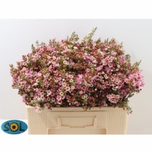 Chame Adı 1 DEMET 25 DAL