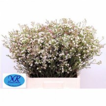 Chame Blondıe wax 1 demet 25 dal!!!