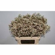 Chame Maya WAX 1 DEMET 25 DAL!!!