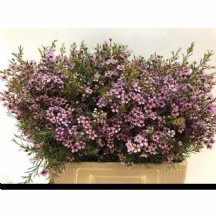 Chame Un Early Nır wax 1 demet 25 dal!!!