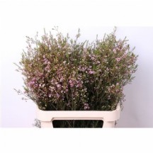 Chame Un Jupite Moon 70  cm - 1 Demet 25 Dal!