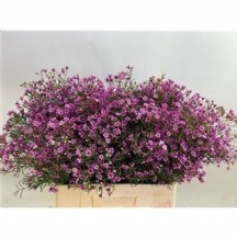 Chame Un Jupıter WAX  1 DEMET 25 DAL!!!