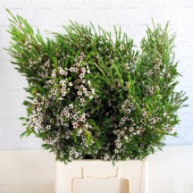 Chamelaucium White (Wax-70cm80cm) 25 DAL!