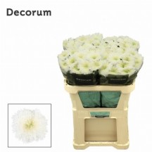 Chr G Etrusko White 70 cm - 1 Demet 10 Dal!