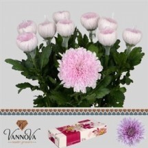 CHR G KALİMBA ANASTASİA 1 DEMET 10 DAL!!!