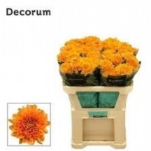 Chr G Kalımba Orange ANASTASİA  1 DEMET 10 DAL!!! 