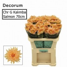 Chr G Kalımba Salmon anastasya 1 demet 10 dal!!!