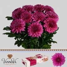 Chr G Lamira - 1 Demet 10 Dal!