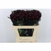 Chr G Poker ANASTASIA 1 DEMET 10 DAL