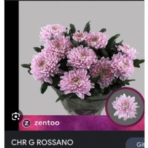 Chr G Rossano 70 cm - 1 Demet 10 Dal!