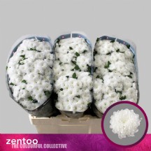 Chr  S Baykal 55 cm - 1 Demet 25 Dal!