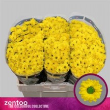 Chr S Mad Ringa Yell 55 cm -  1 Demet 25 Dal!