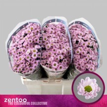 Chr S Mad Tanga Pink 55 cm - 1 Demet 25 Dal!