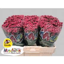 Chr S Mad Tyolo Cher 55 cm - 1 Demet 25 Dal!