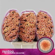 Chr S Mıller Aprıcot 1 DEMET 25 DAL!!!