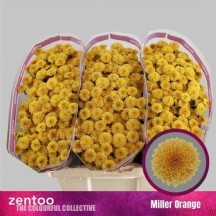 Chr S Mıller Orange 1 DEMET 25 DAL!!