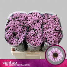 Chr S Yin Yang Pink 55 cm - 550 gr - 1 Demet 25 Dal!