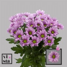 Chr T Ballerinas 70 cm - 1 Demet 5 Dal!