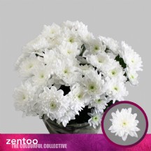 Chr T Baltica 70 cm - 1 Demet 5 Dal! beyaz