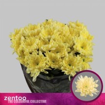 Chr T Baltica Cream 70 cm - 1 Demet 5 Dal!