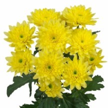 Chr T Baltica Yellow 1 demet  5 Dal!