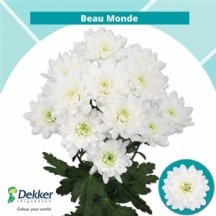 chr t beau monde 70 cm 105 gram