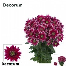 Chr T Bolte 70 cm - 1 Demet 5 Dal!