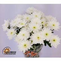 Chr T Bonita 70 cm - 1 Demet 5 Dal!