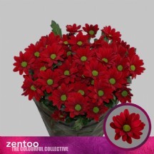 Chr T Bontempi 70 cm - 1 Demet 5 Dal!